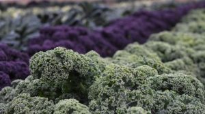 A field of kale
