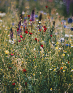 a wildflower meadow