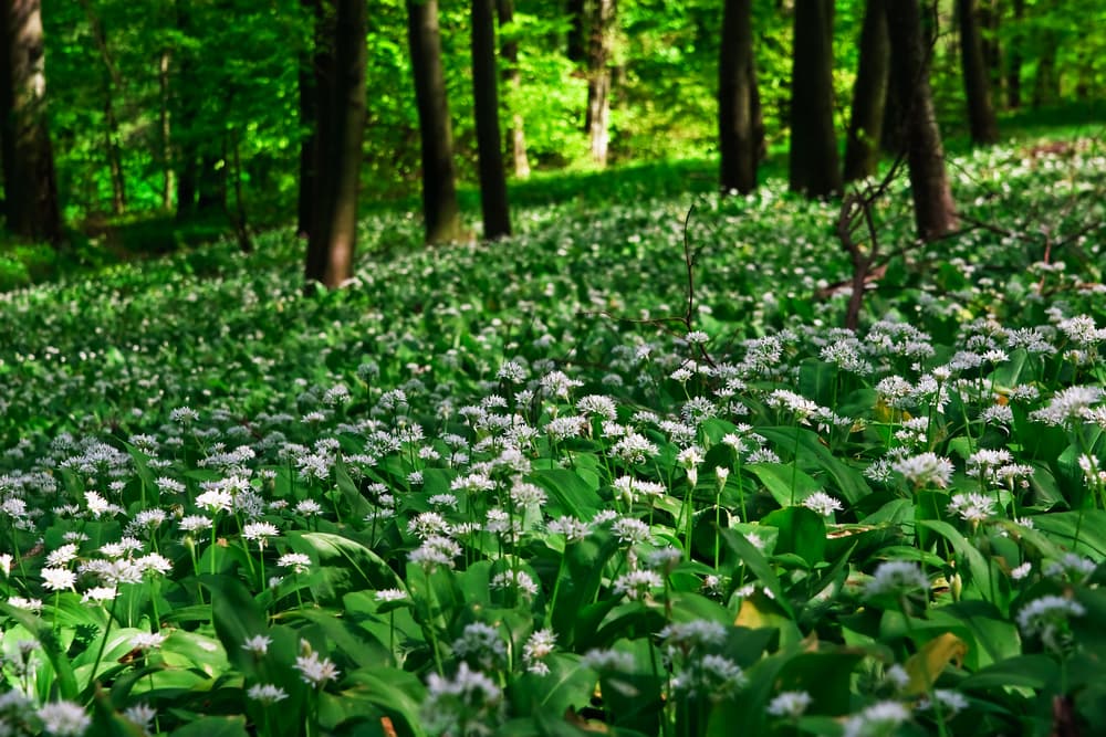 Wild Garlic Wood