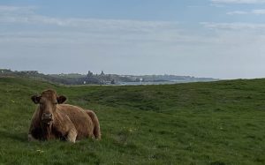 Cattle sitting on dunes next to the sea