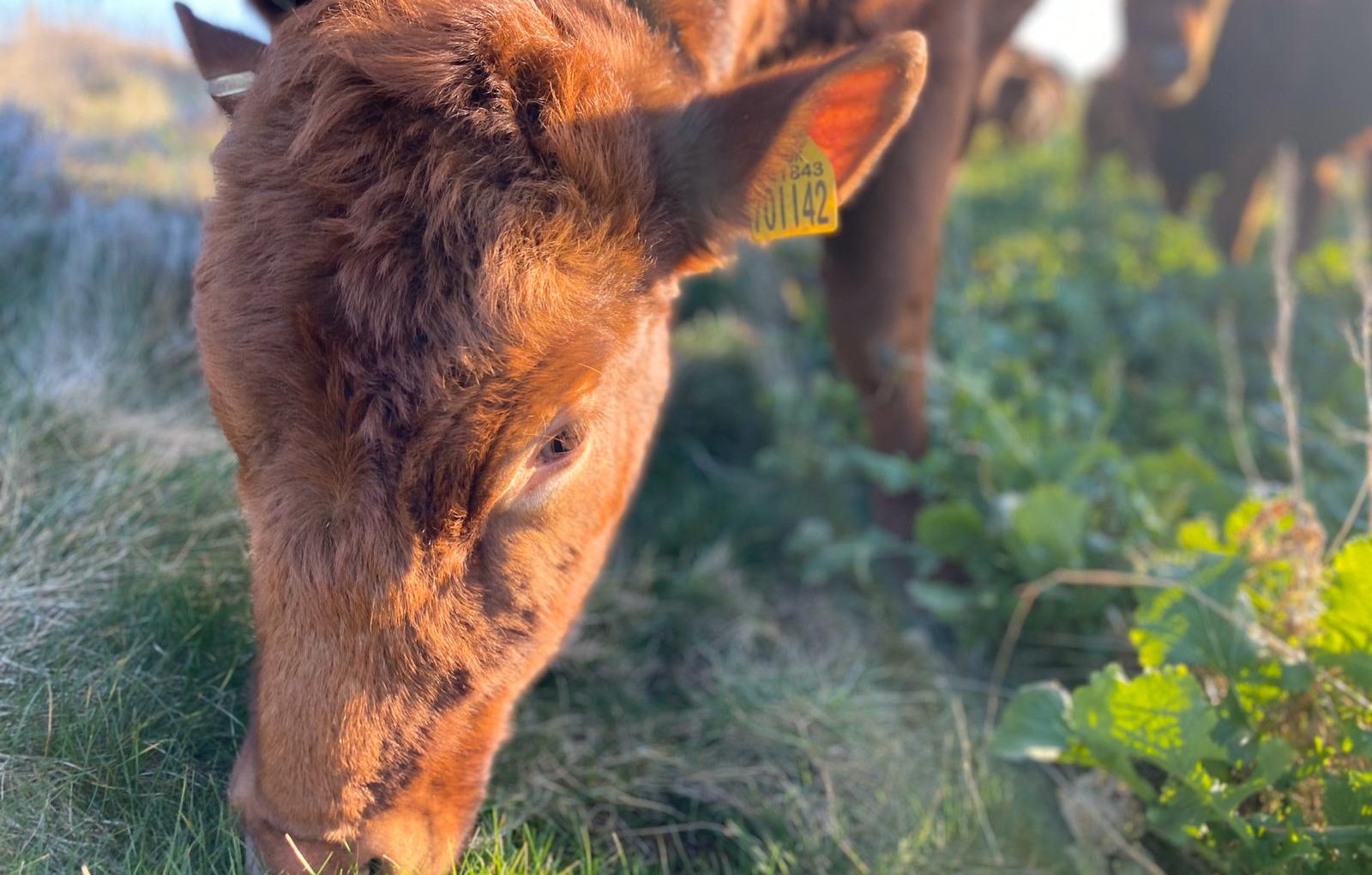 Cow eating grass
