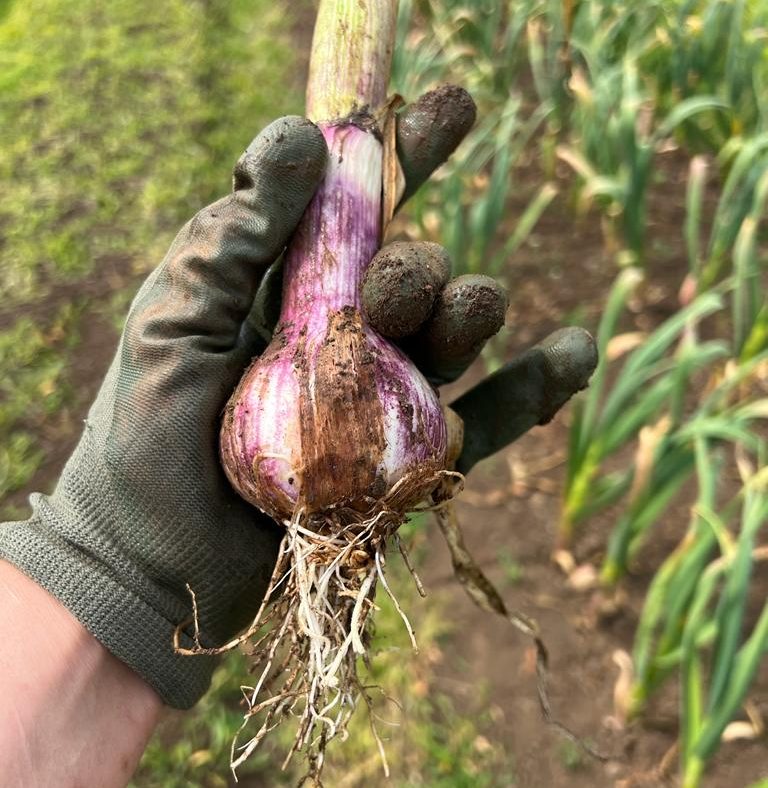 Fresh Garlic