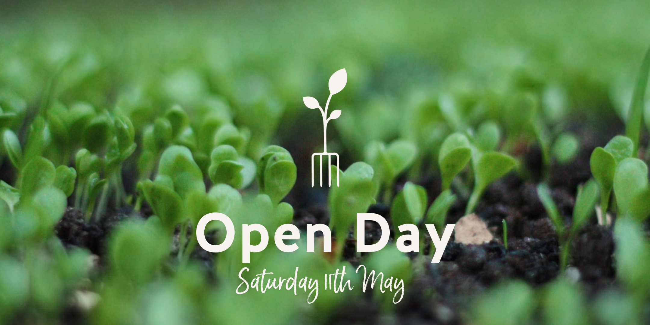 seedlings coming through the soil