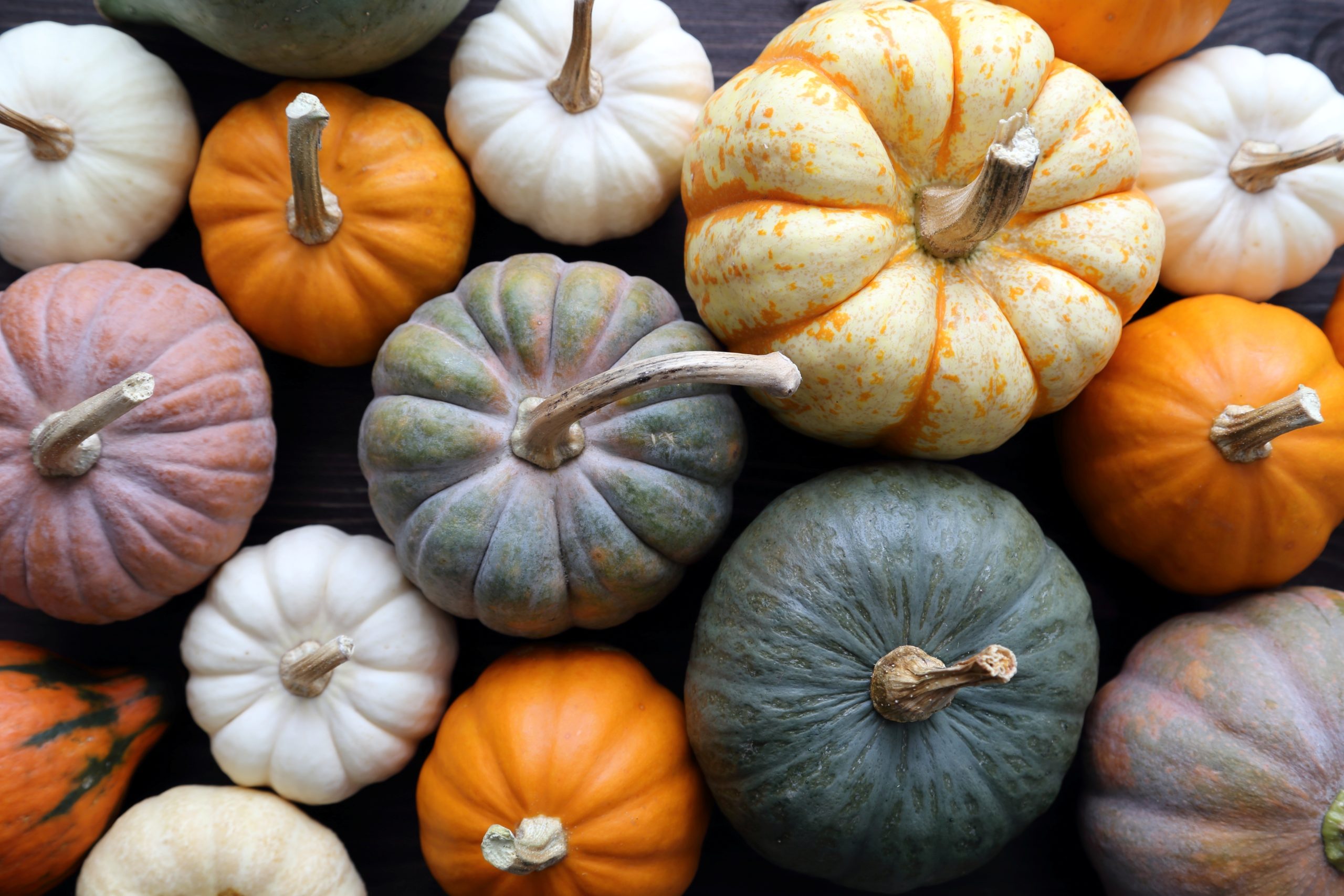 Lots of different coloured pumpkins