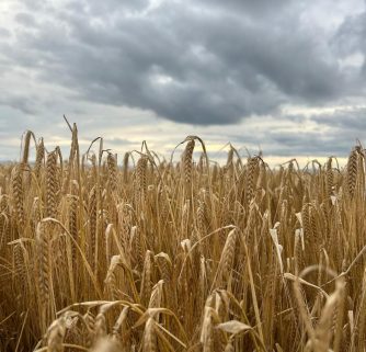 field of barley