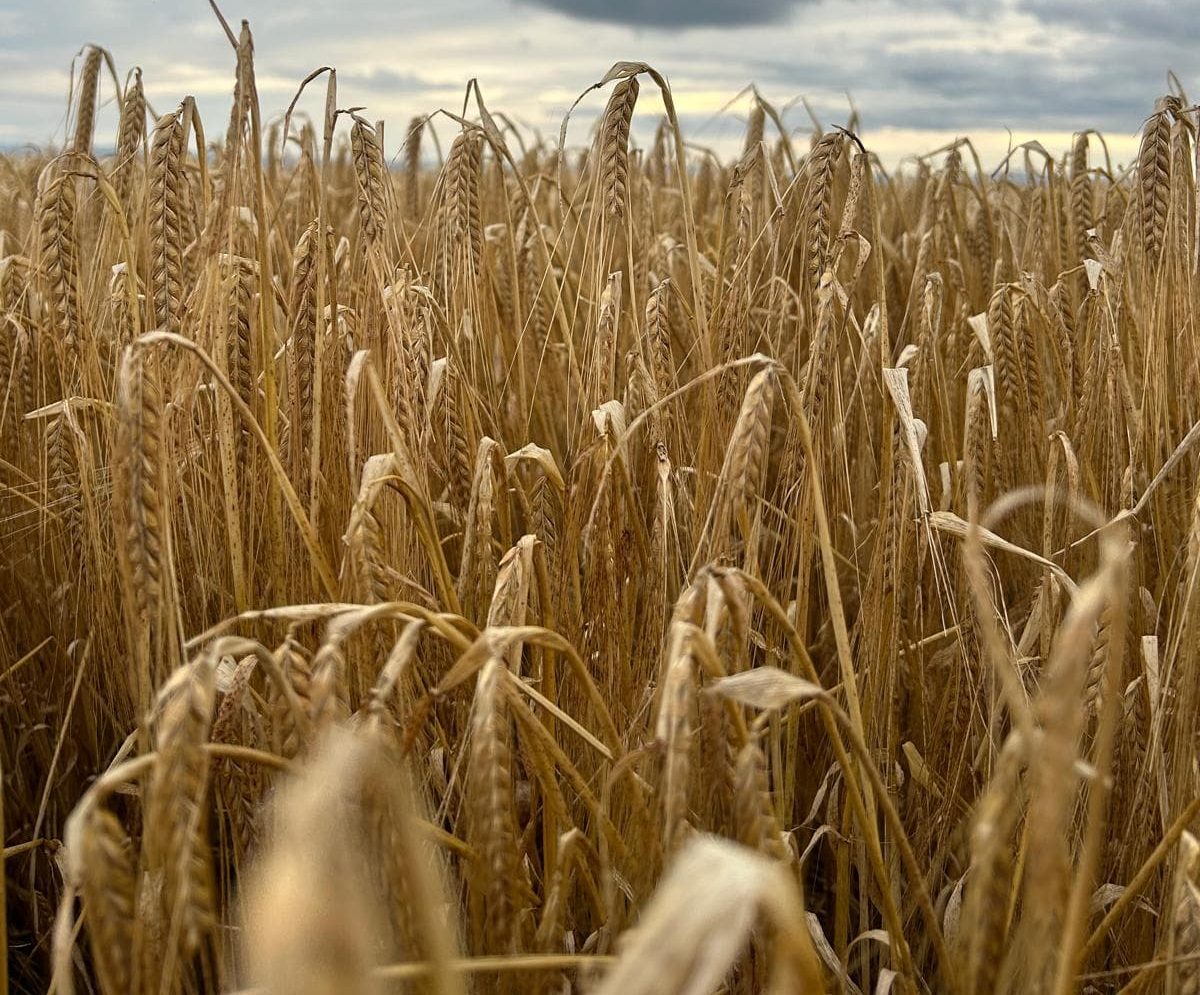 field of barley