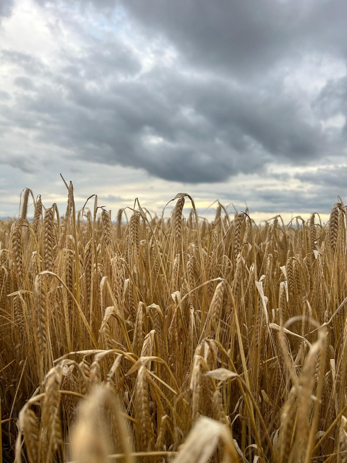 field of barley