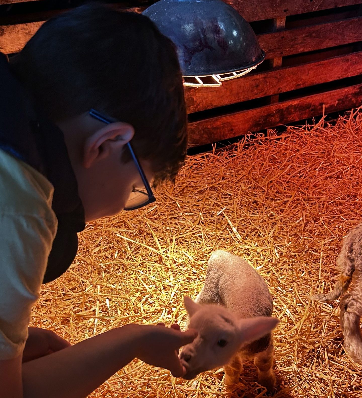 child petting a lamb