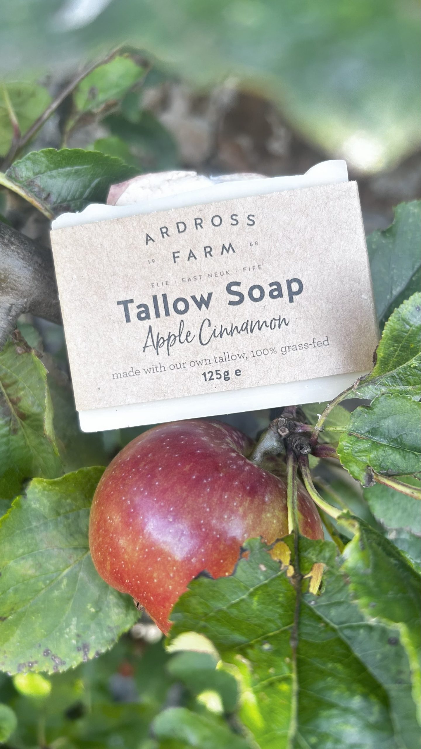 Apple Cinnamon Soap picture of a bar of tallow soap resting on a branch with a red apple underneath