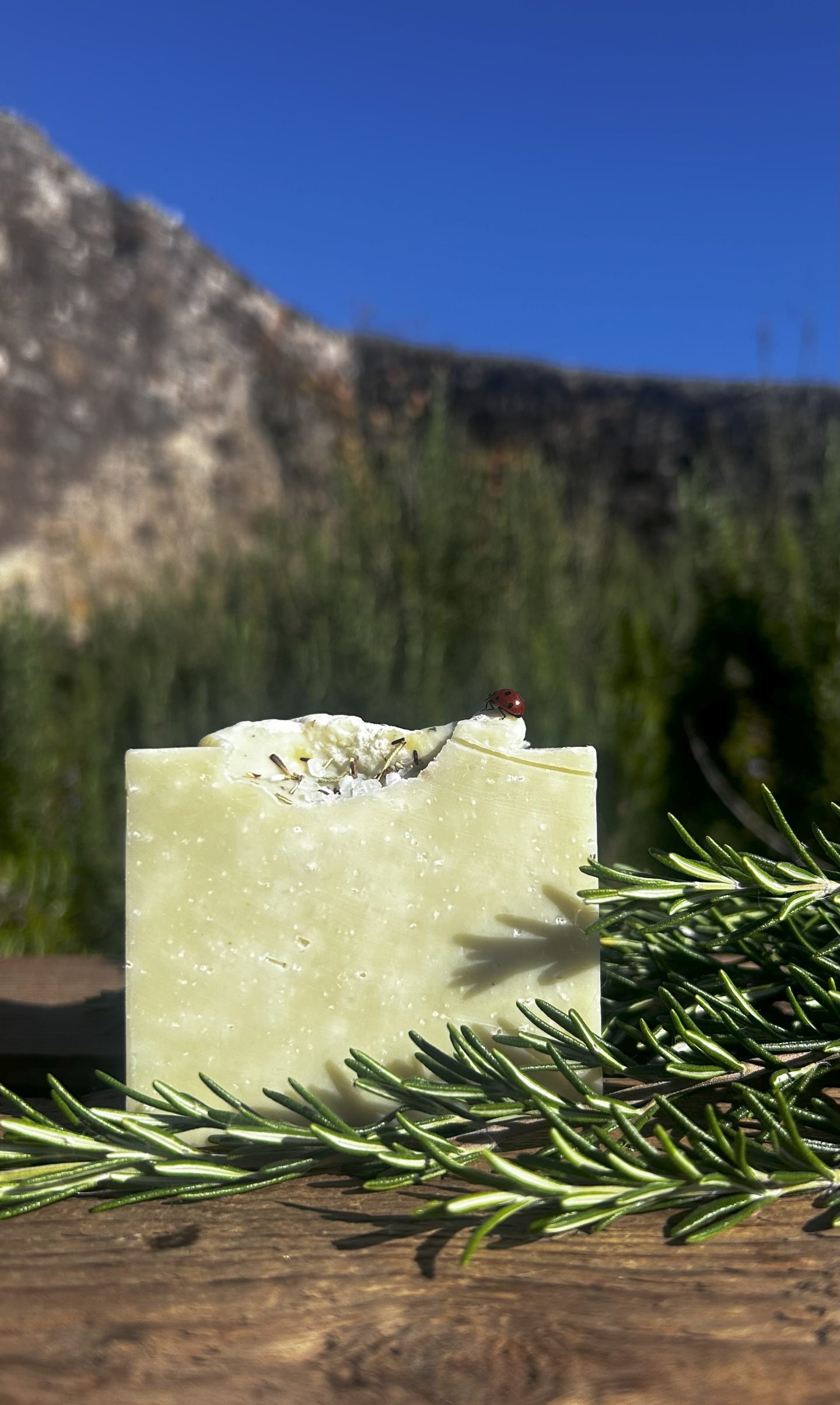 Tallow rosemary bar in garden