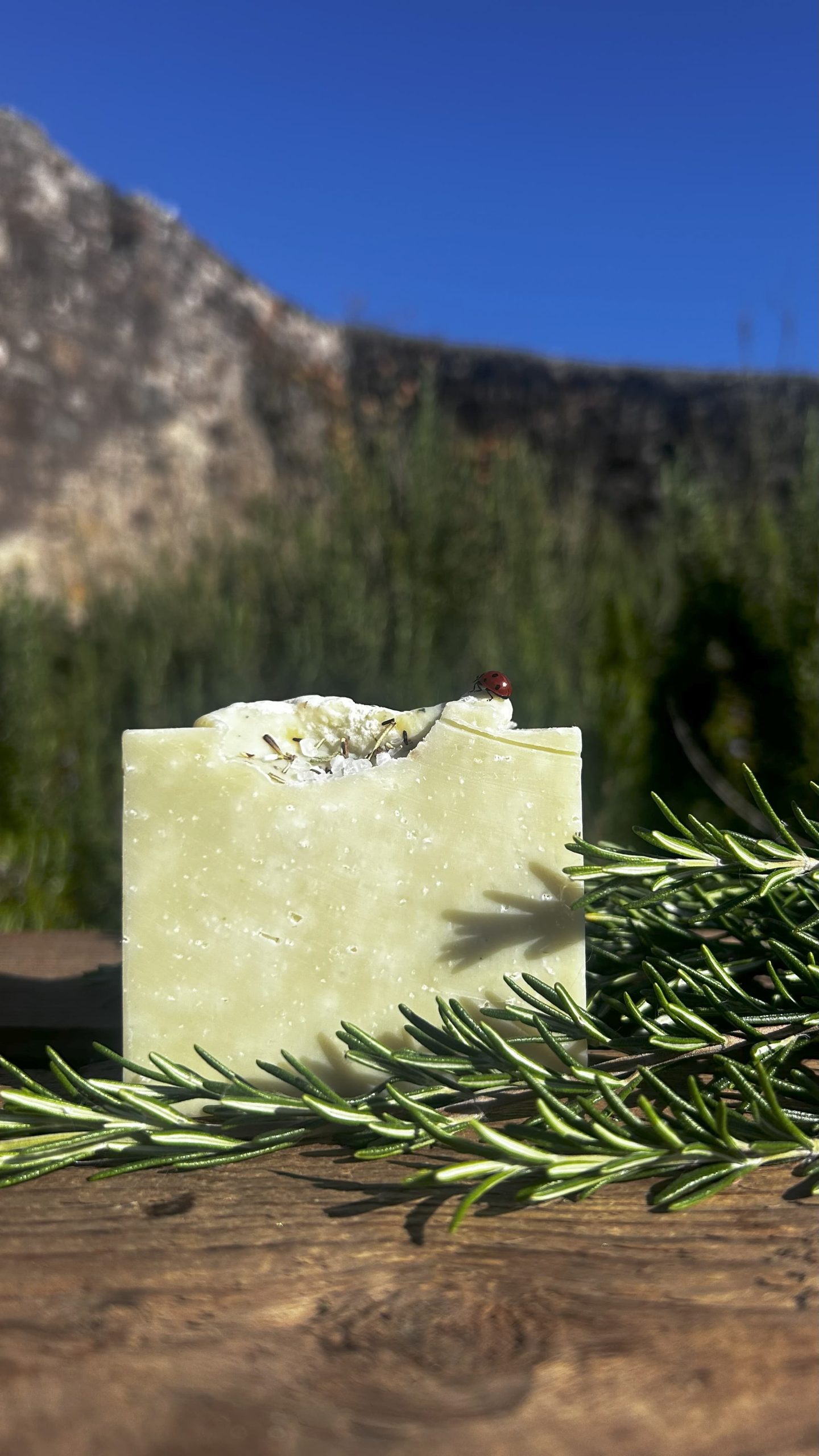 Tallow rosemary bar in garden