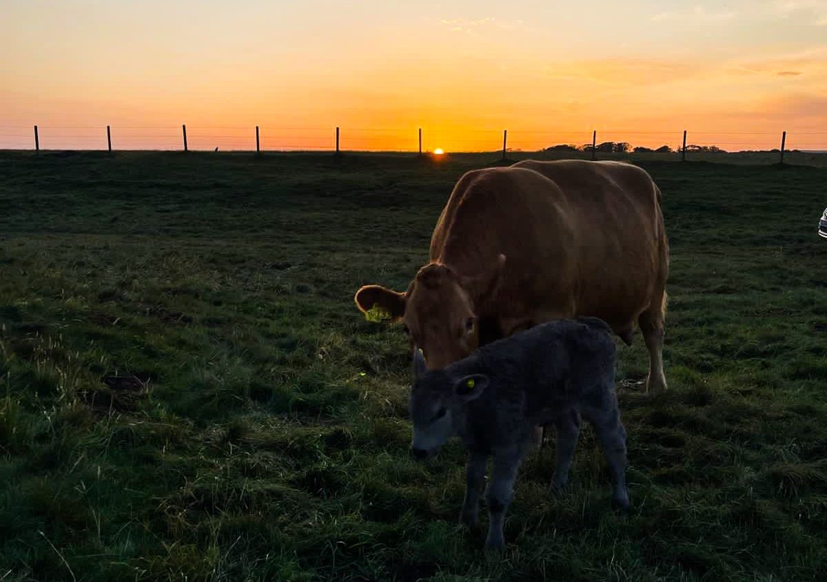 cow and calf at sunrise