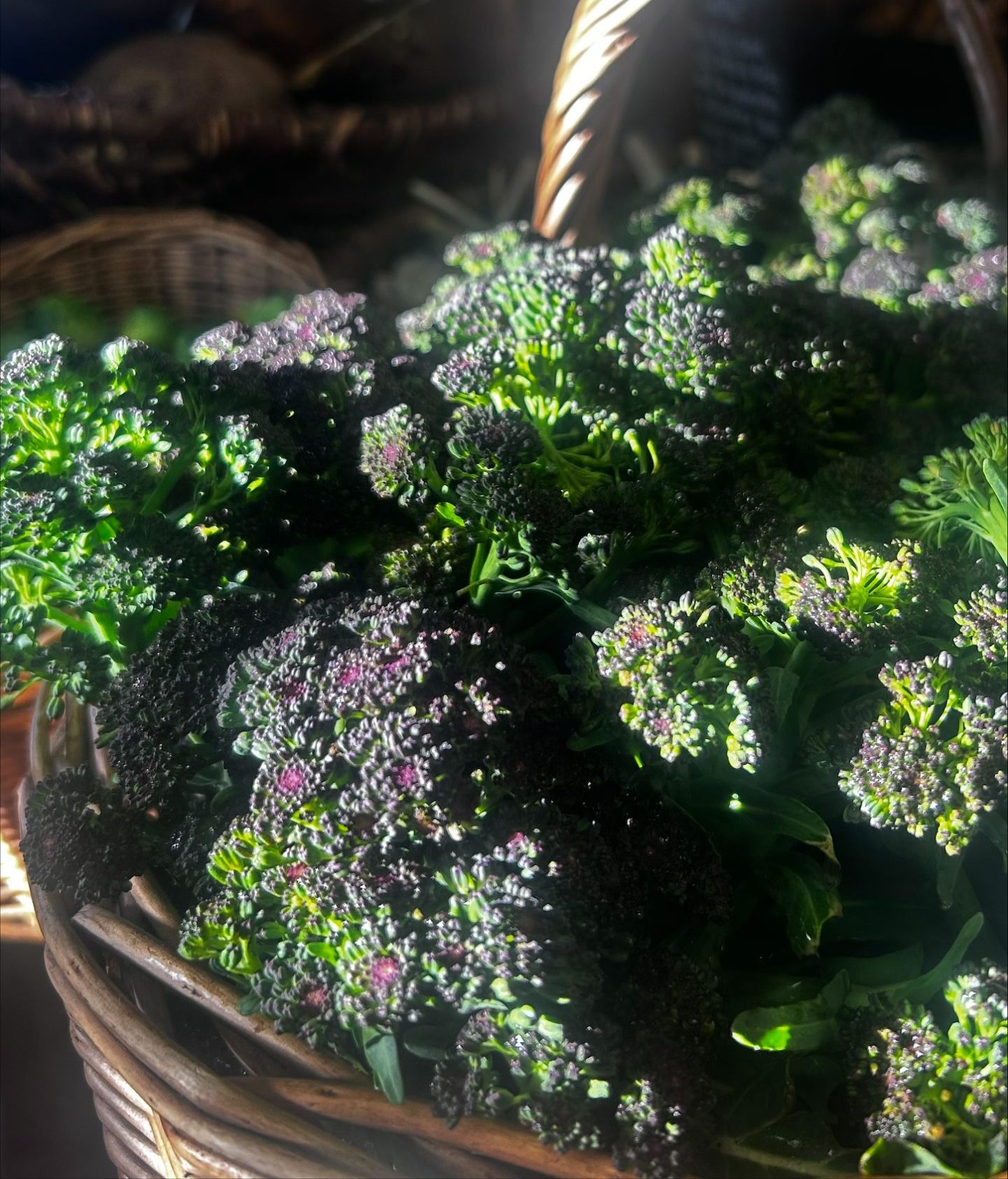 basket of purple sprouting broccoli in the sunlight