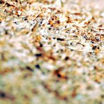 Malting Barley