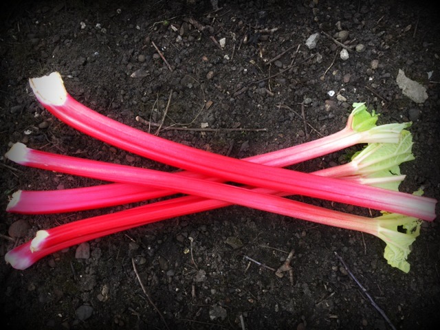 bright pink sticks of rhubarb sitting on the earth