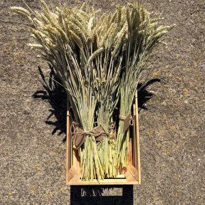 Bundles of green wheat