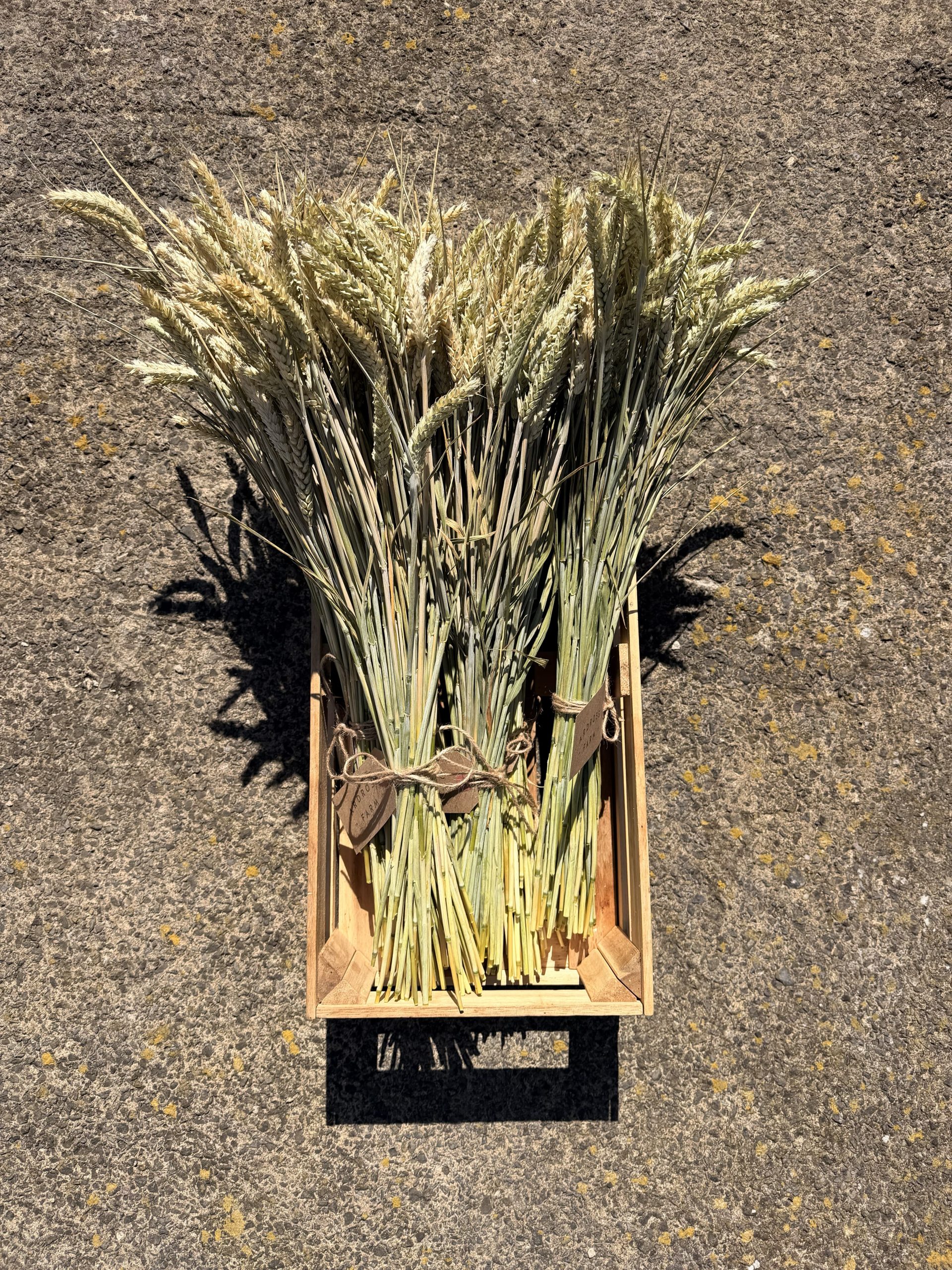 Hand tied green wheat Bundles of green wheat
