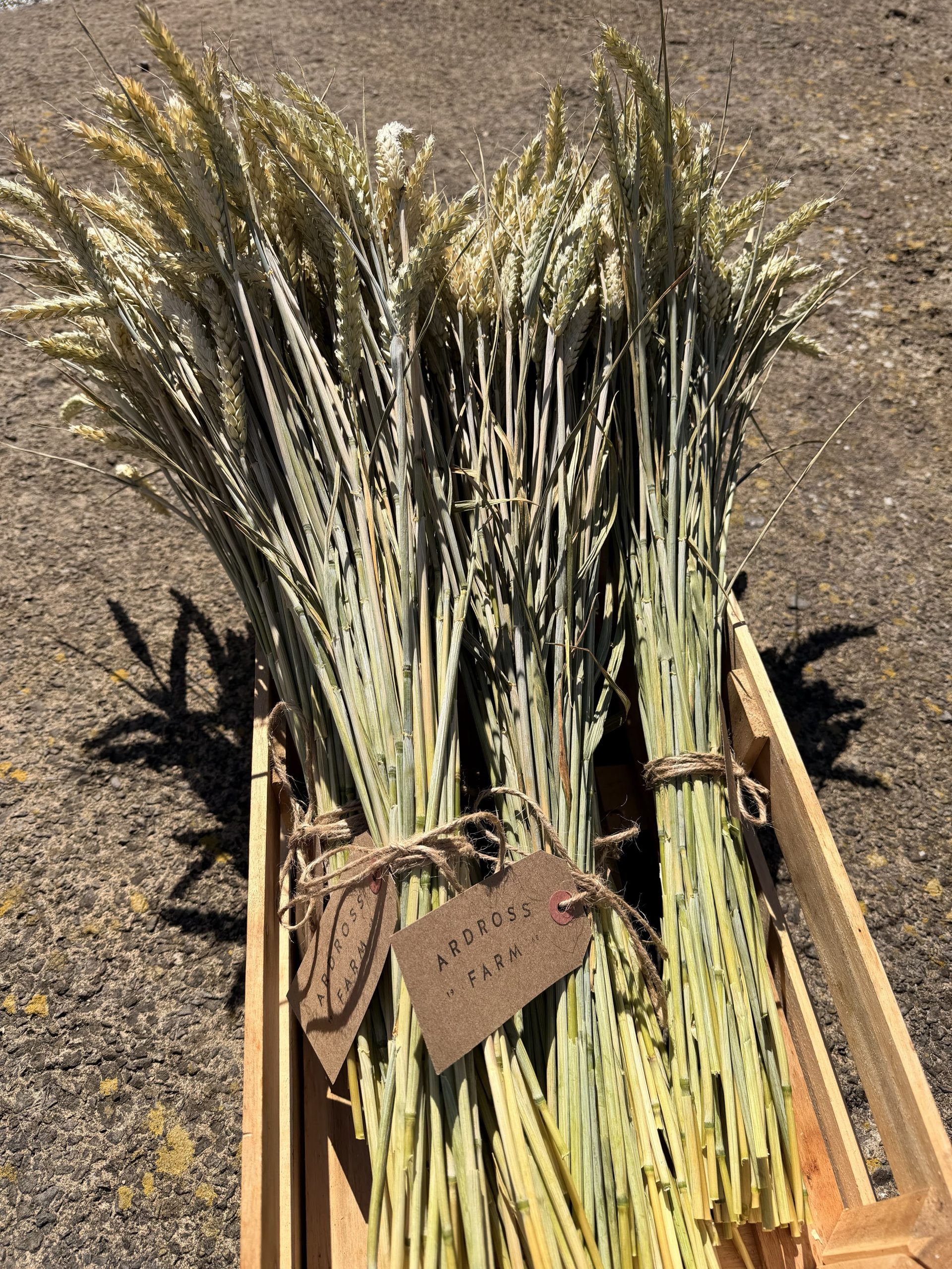 bundles of green wheat on a wooden box